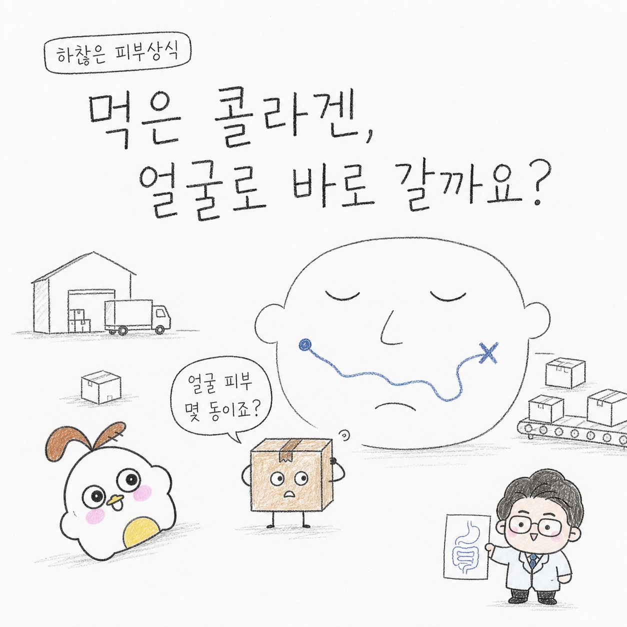하찮은 피부상식. 먹은 콜라겐, 얼굴로 바로 갈까요? 얼굴 피부 몇 동이죠?