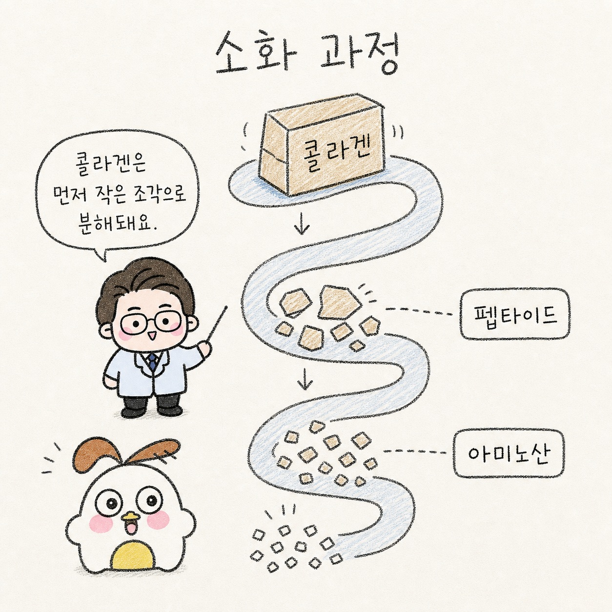소화 과정. 콜라겐은 먼저 작은 조각으로 분해돼요. 콜라겐. 펩타이드. 아미노산.